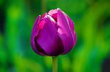 Purple Tulip_48827